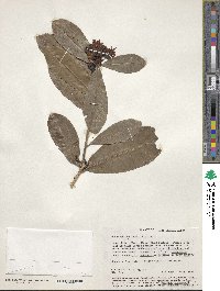 Ochna atropurpurea image