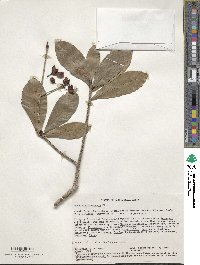 Ochna atropurpurea image