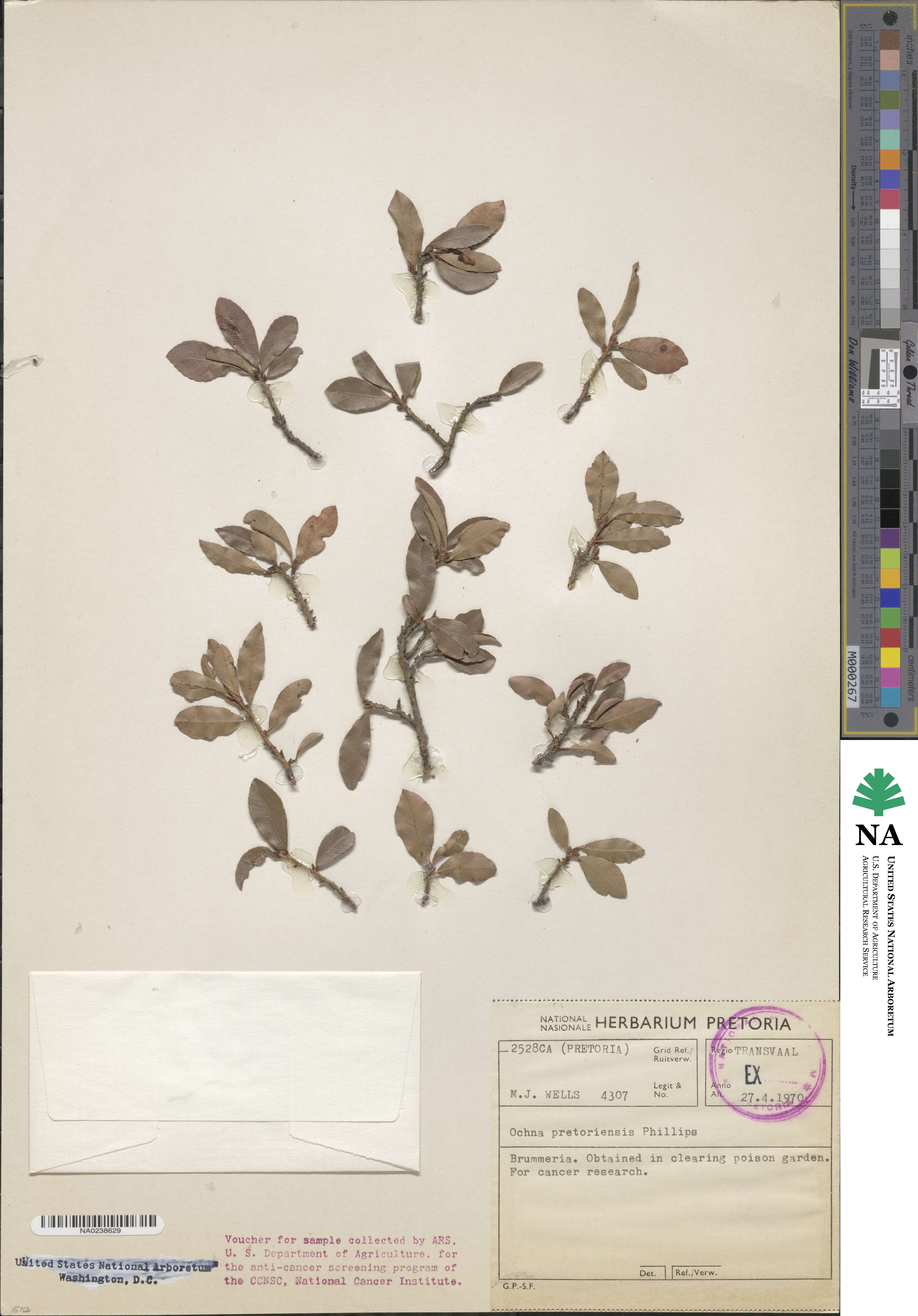 Ochna pretoriensis image