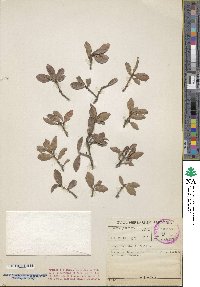 Ochna pretoriensis image