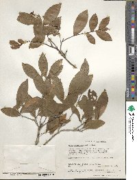 Image of Ochna thomasiana