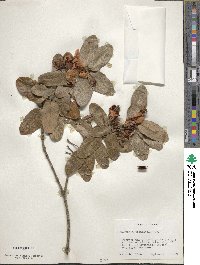 Eucryphia cordifolia image