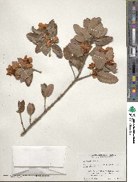 Eucryphia cordifolia image