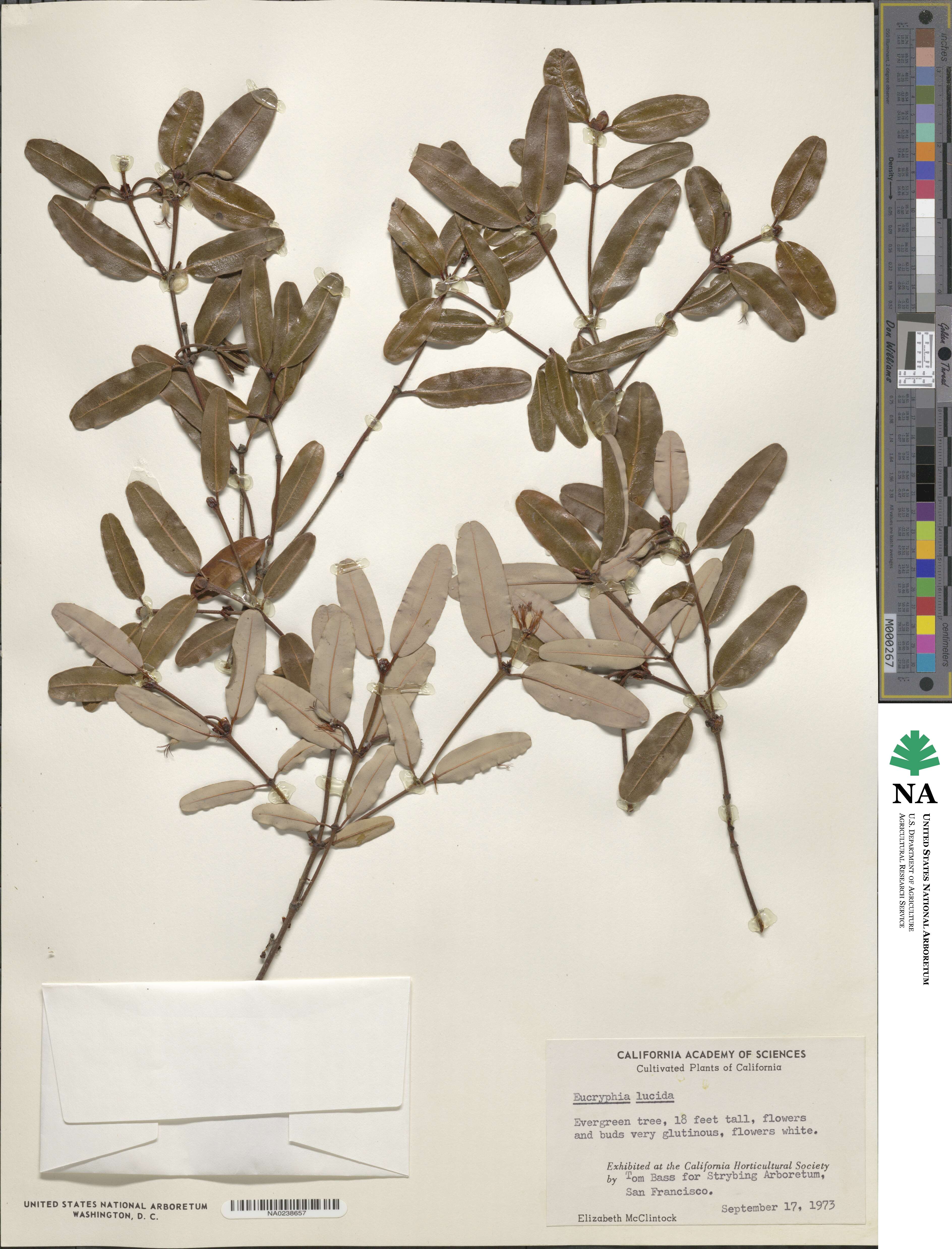 Cunoniaceae image