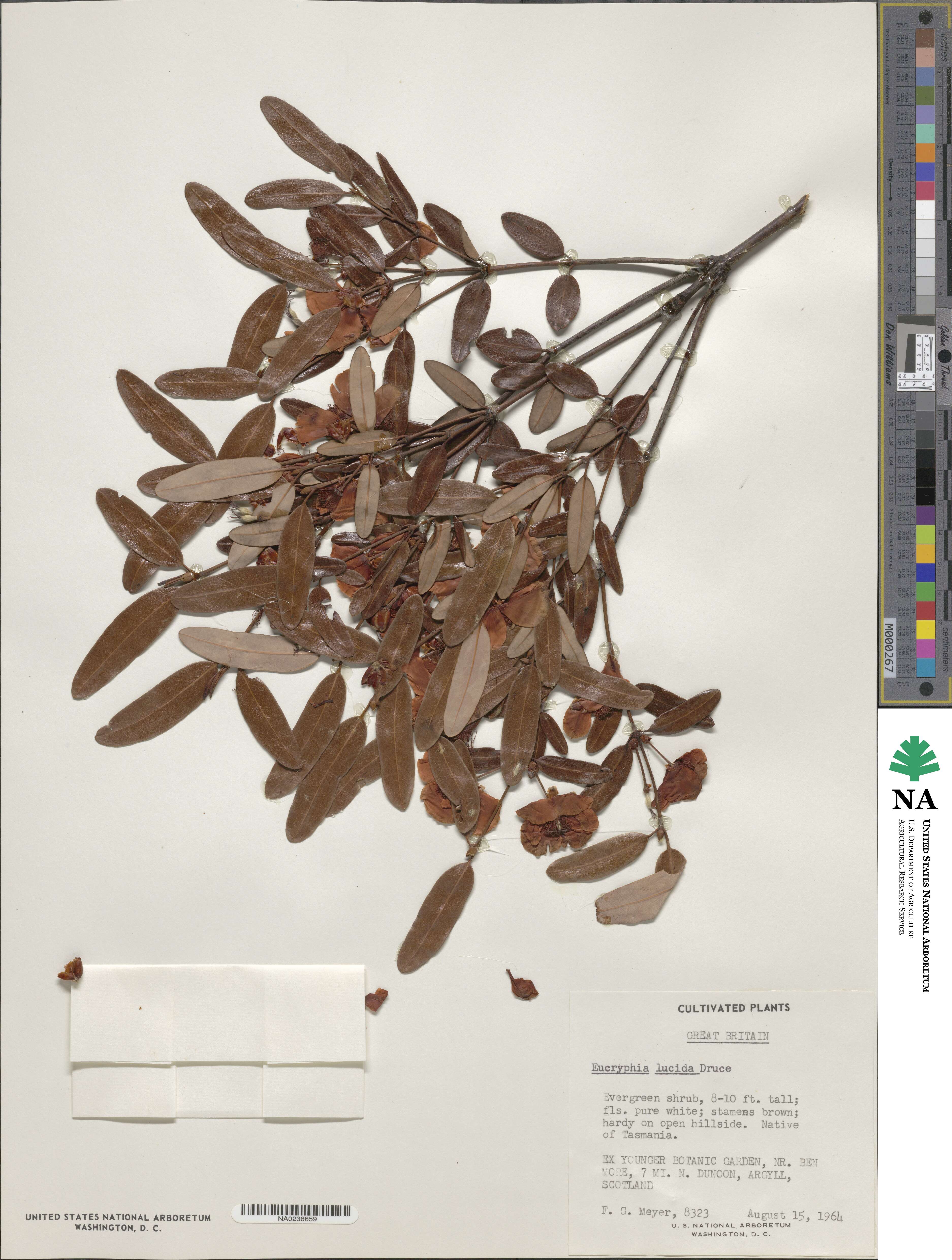 Eucryphia lucida image