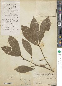 Ochna integerrima image