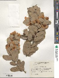 Eucryphia cordifolia image