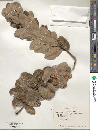 Eucryphia cordifolia image