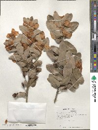 Eucryphia cordifolia image