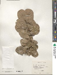 Eucryphia cordifolia image