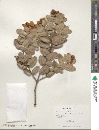 Eucryphia cordifolia image