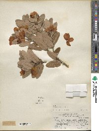 Eucryphia cordifolia image