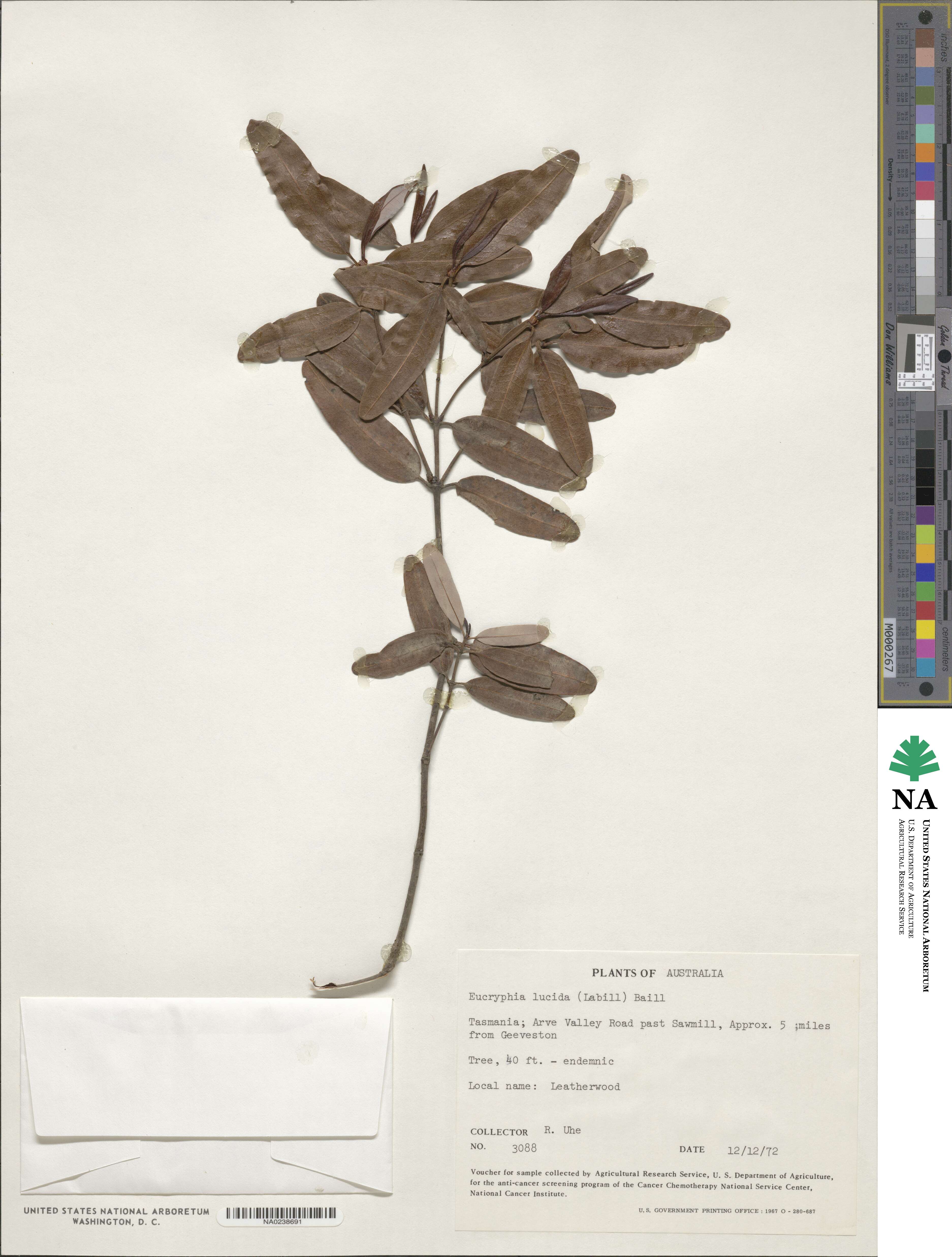 Eucryphia lucida image