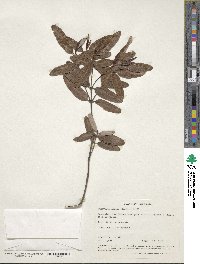 Eucryphia lucida image
