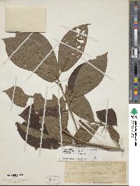 Image of Saurauia confusa