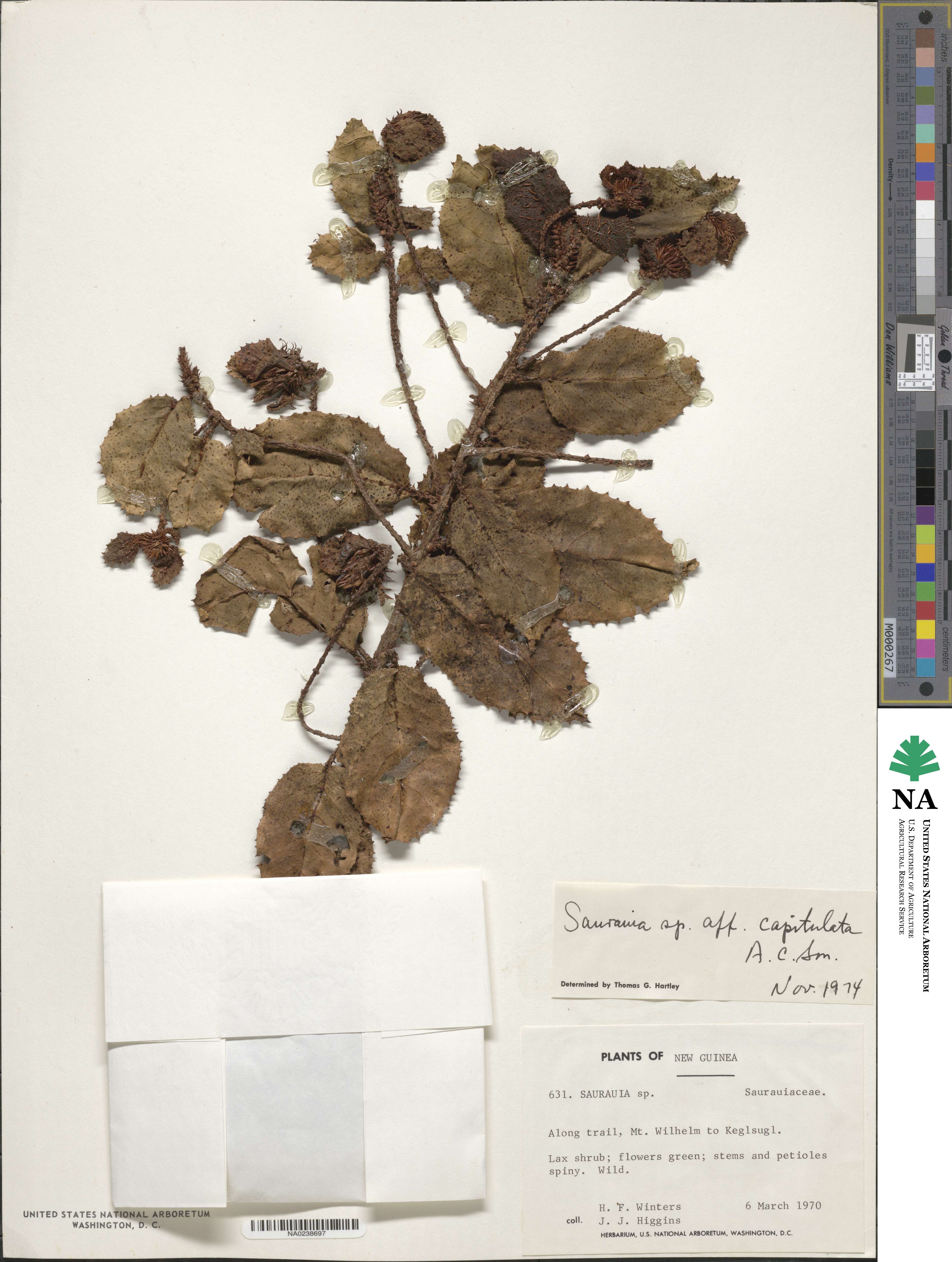 Saurauia capitulata image