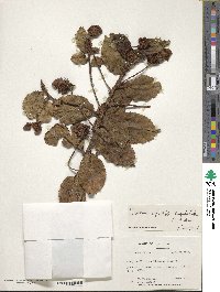 Image of Saurauia capitulata