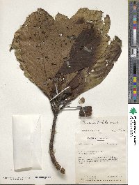 Image of Saurauia conferta