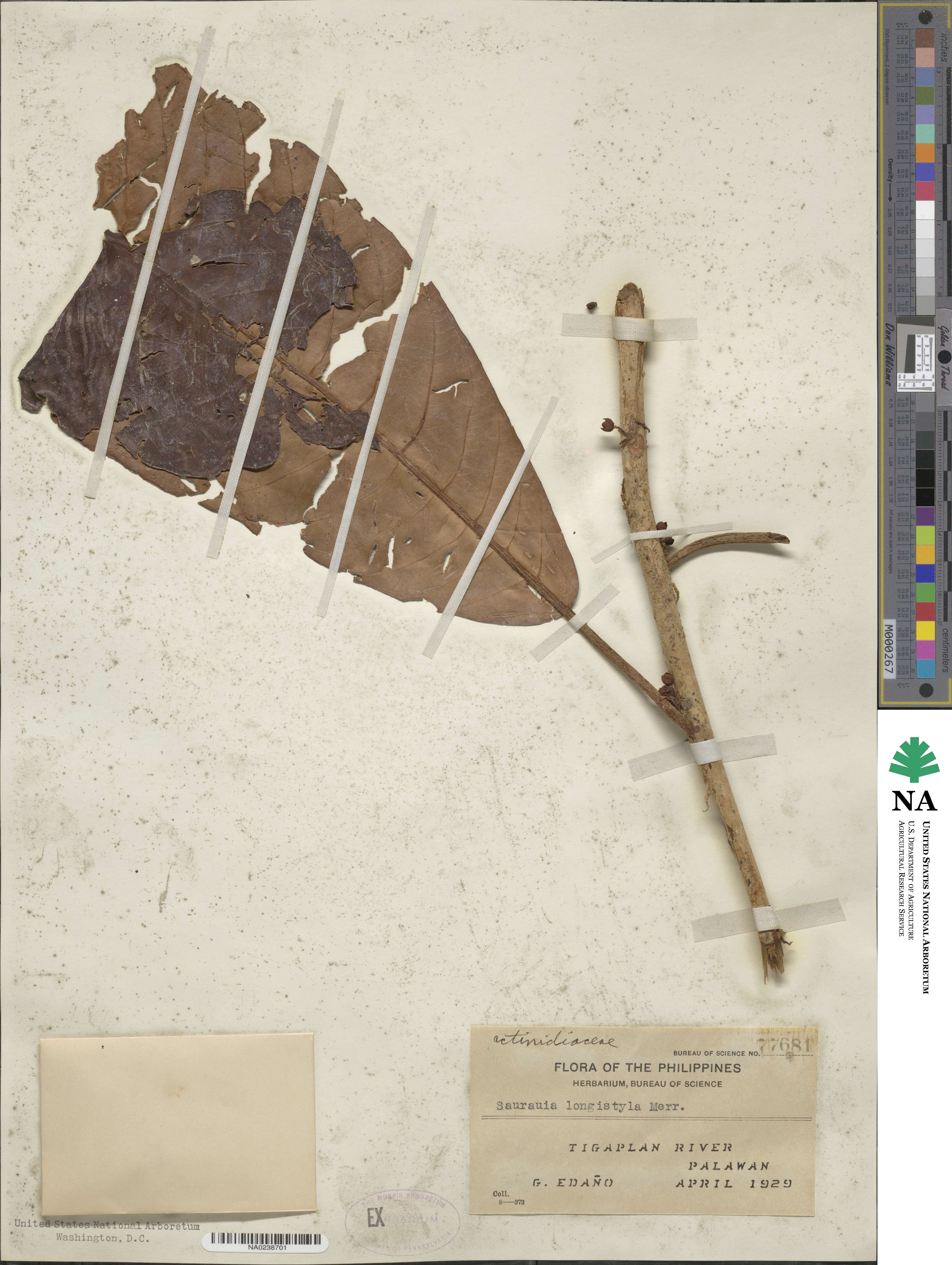 Saurauia longistyla image