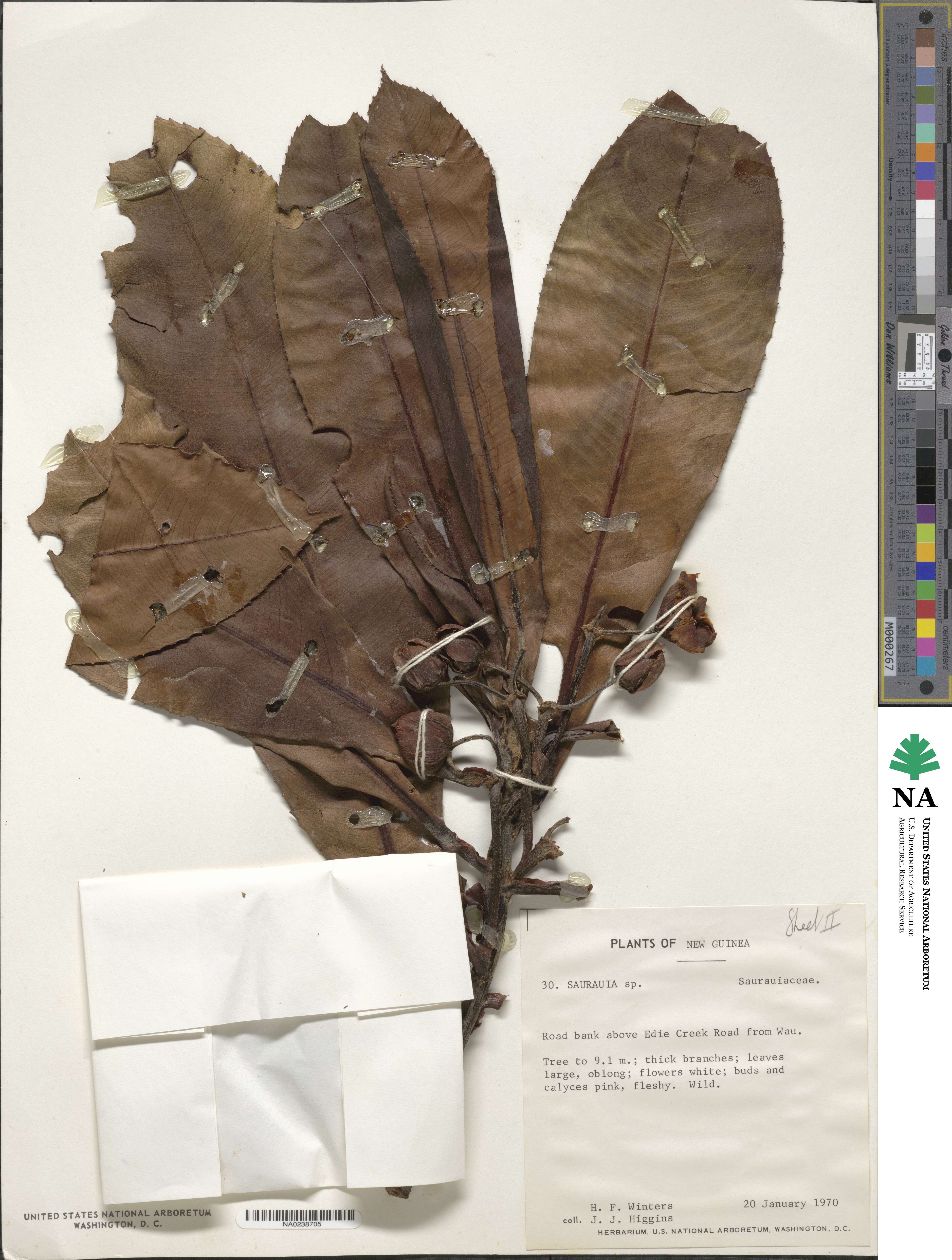 Saurauia plurilocularis image