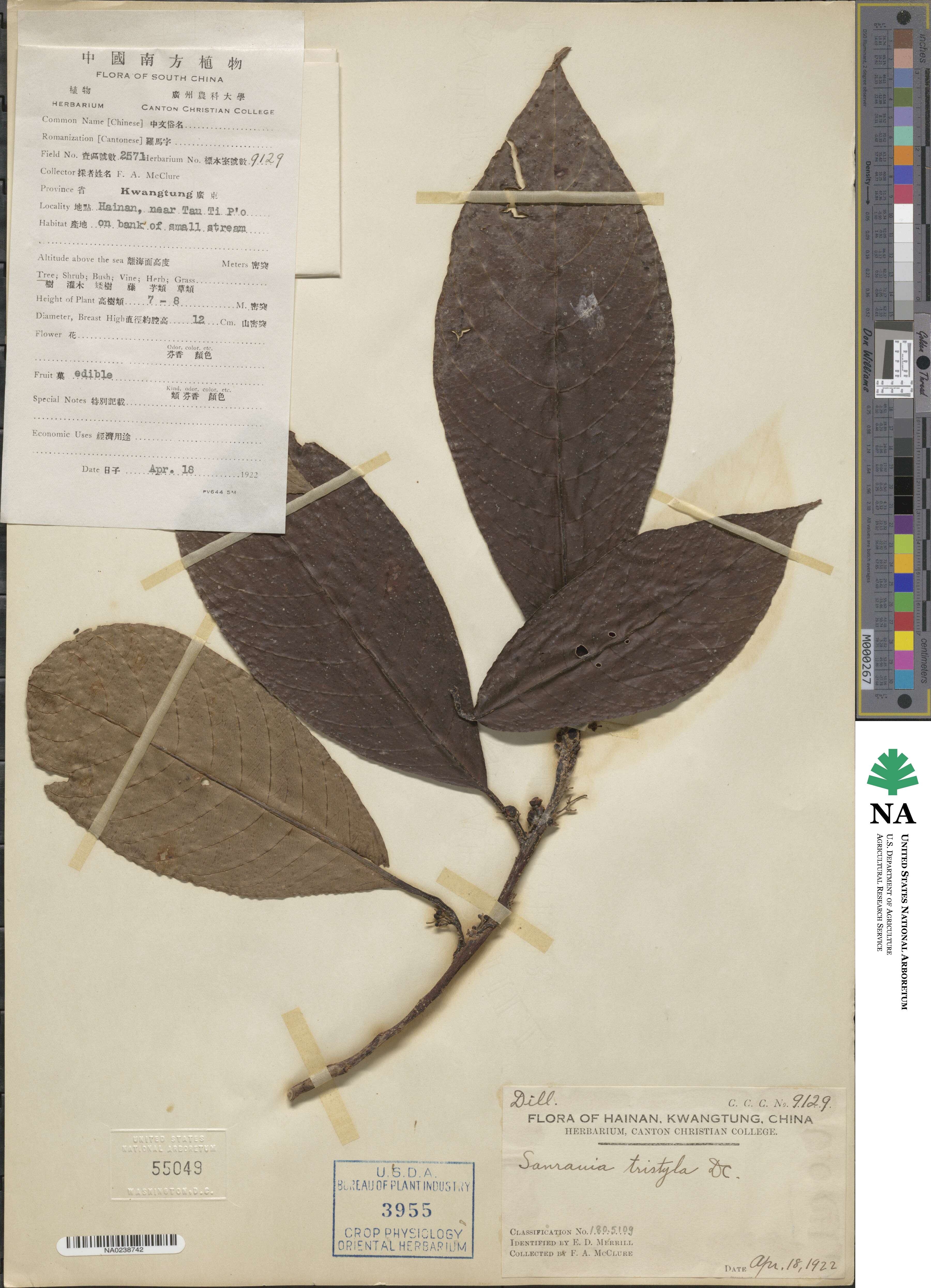 Saurauia tristyla image