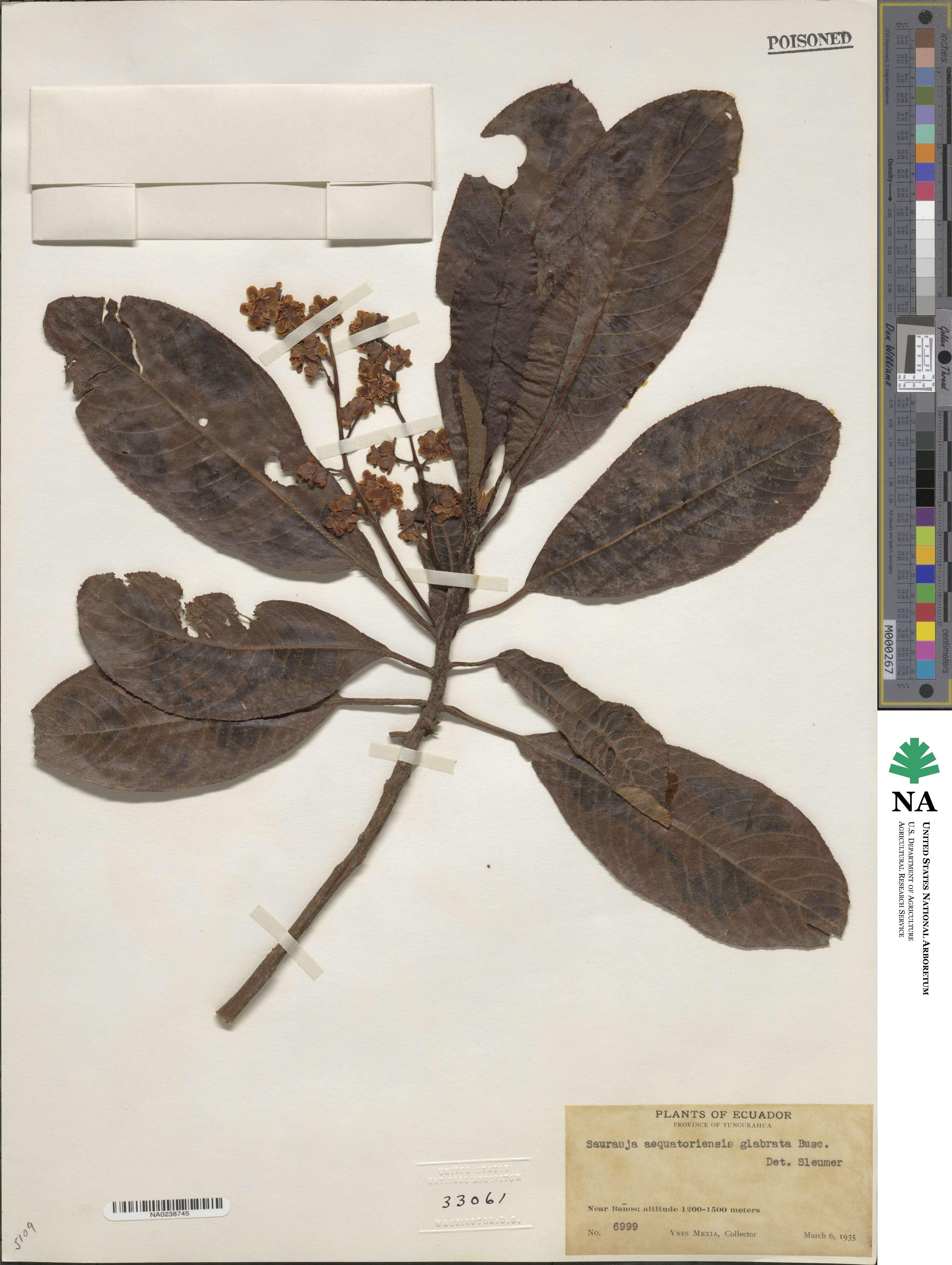 Saurauia aequatoriensis image