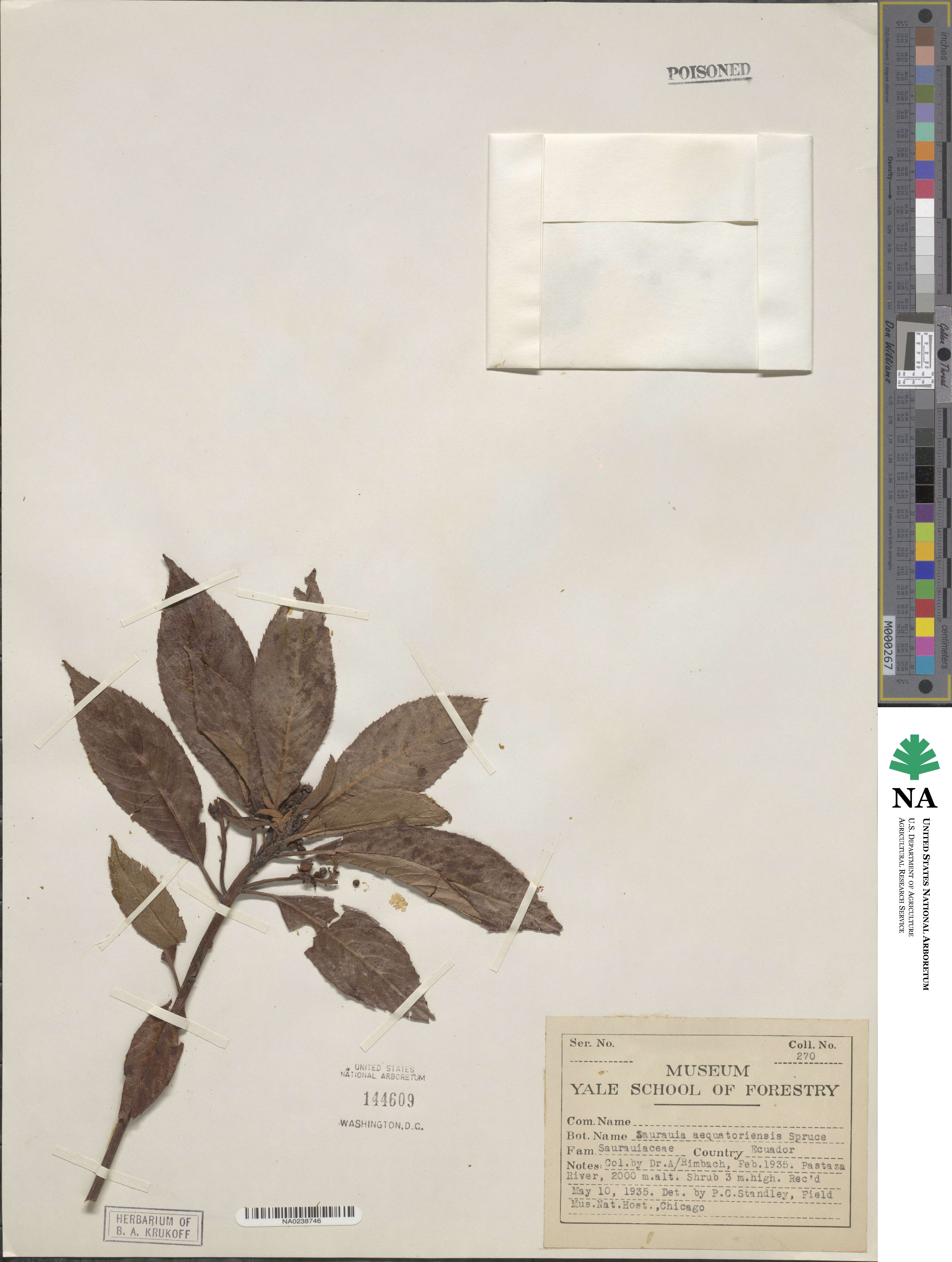 Saurauia aequatoriensis image