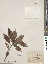 Saurauia aequatoriensis image