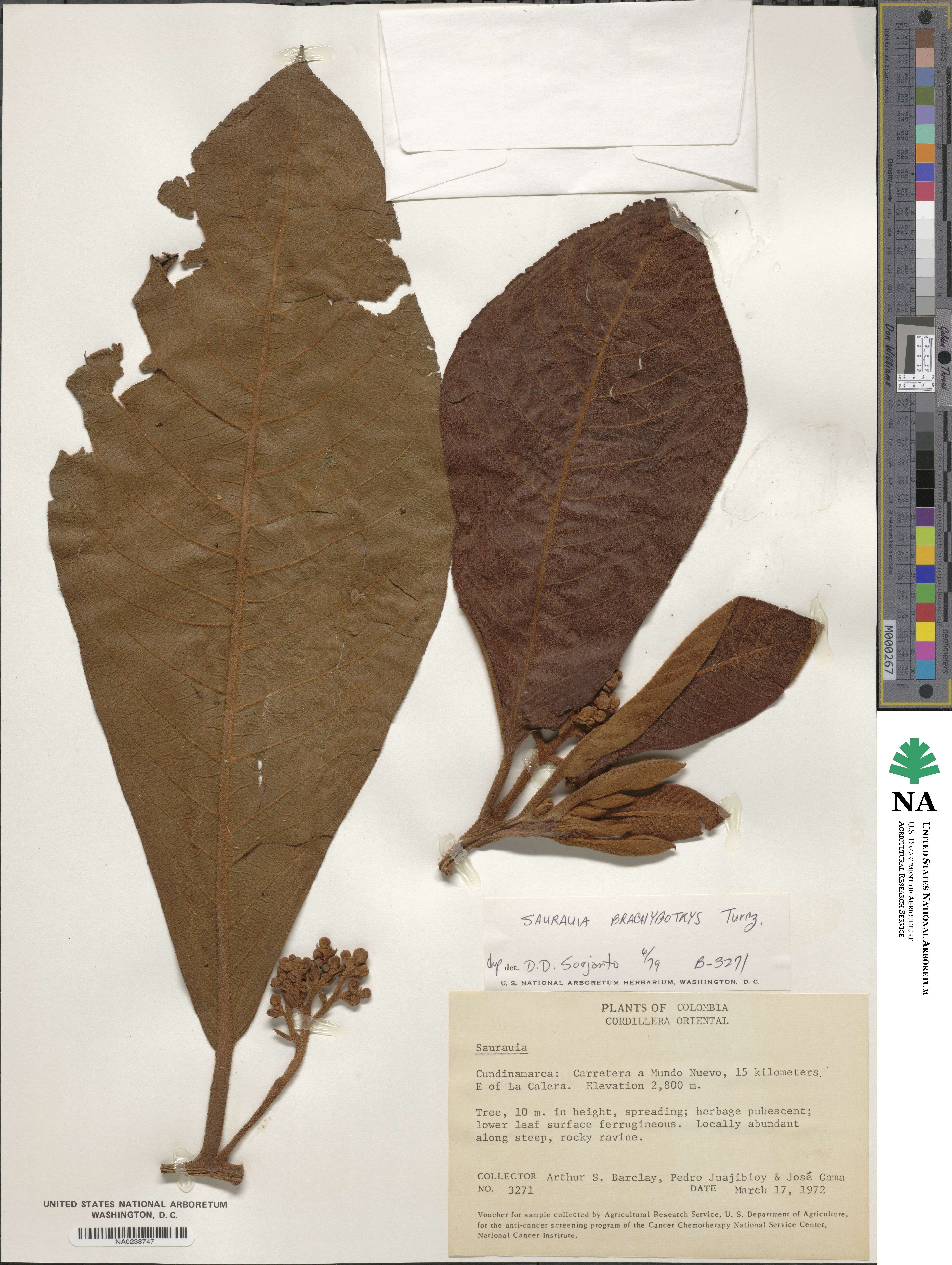 Saurauia brachybotrys image