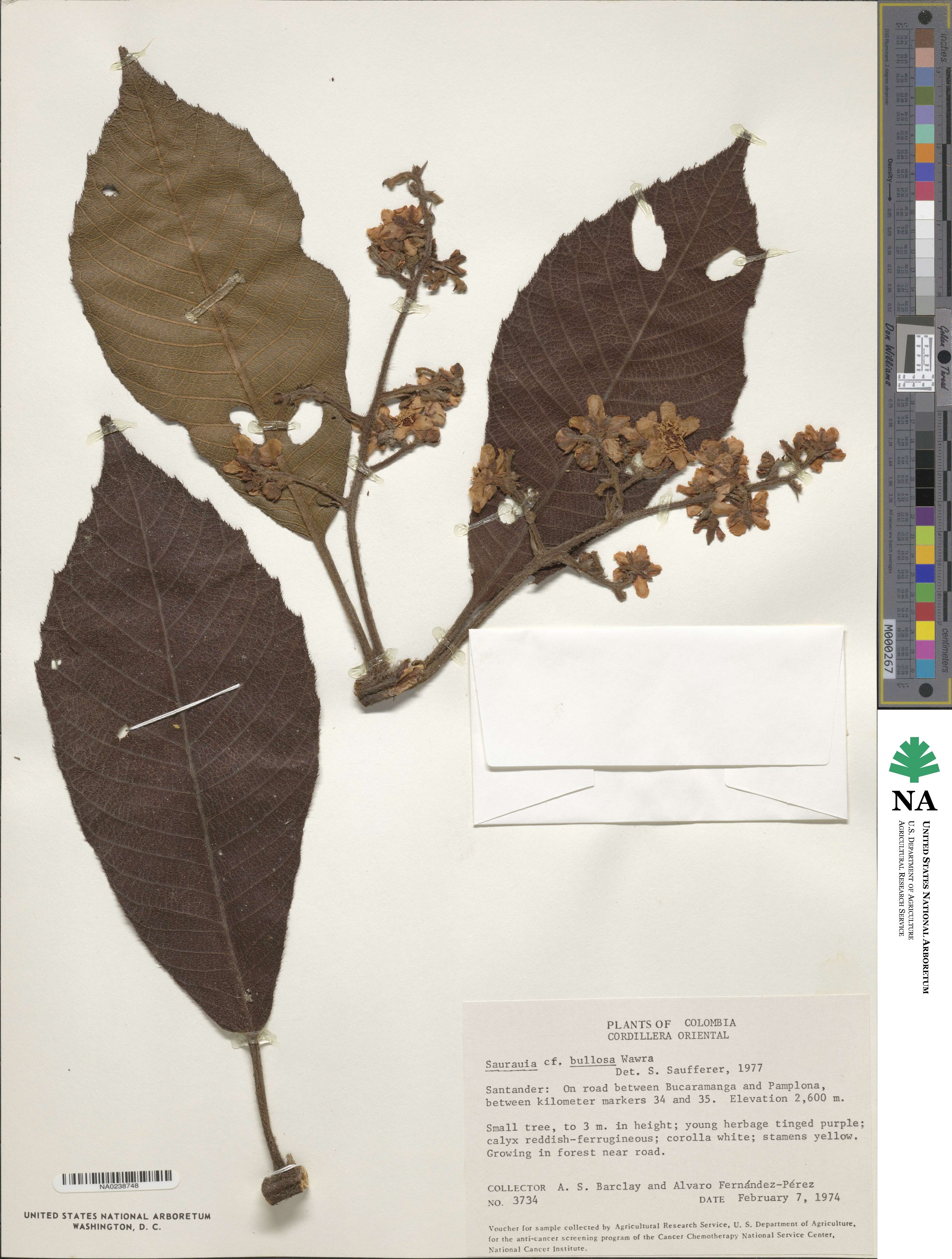 Saurauia bullosa image