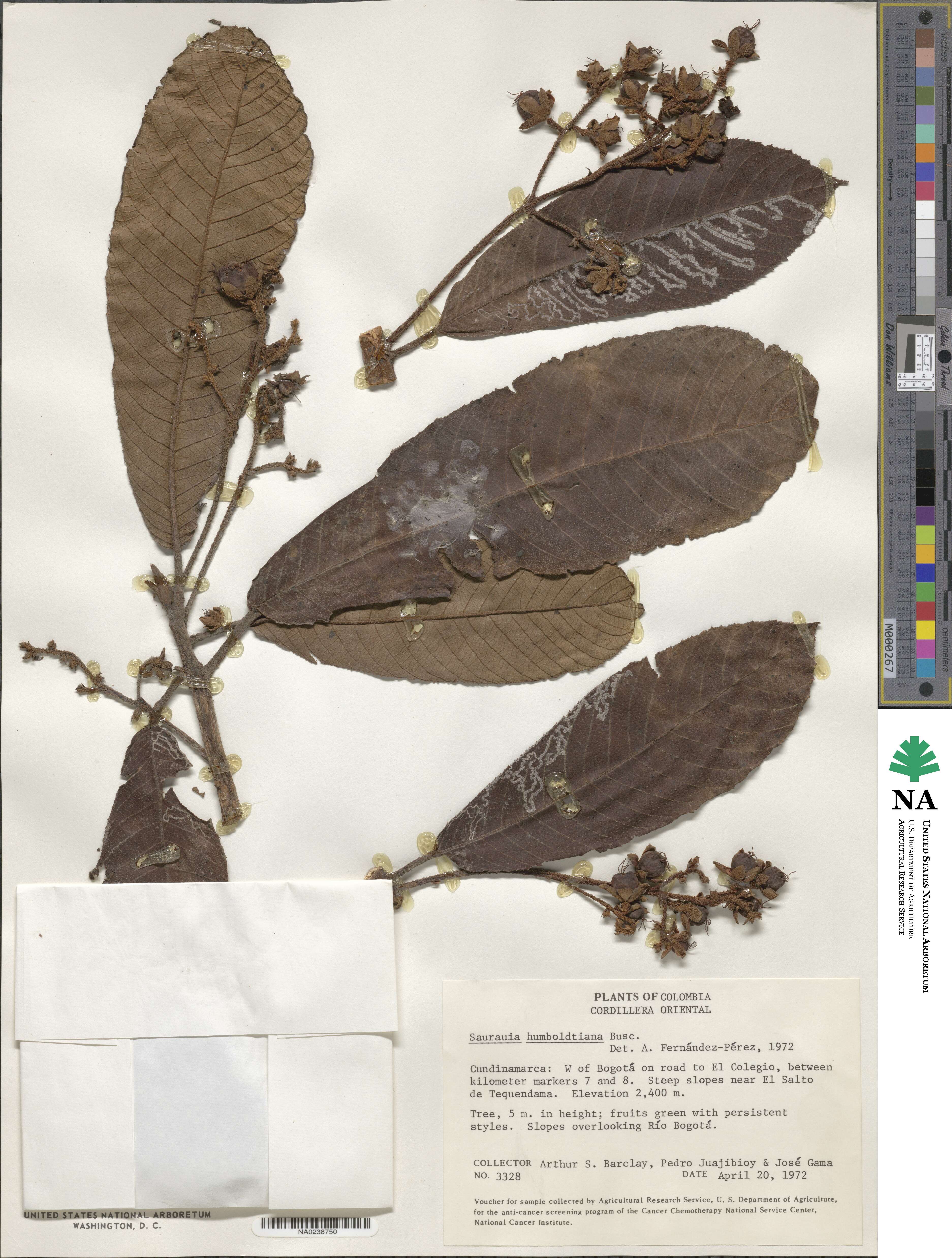 Saurauia scabra image
