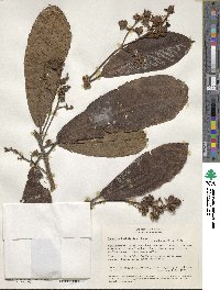 Saurauia scabra image