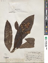 Image of Saurauia biserrata