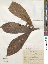 Saurauia scabra image