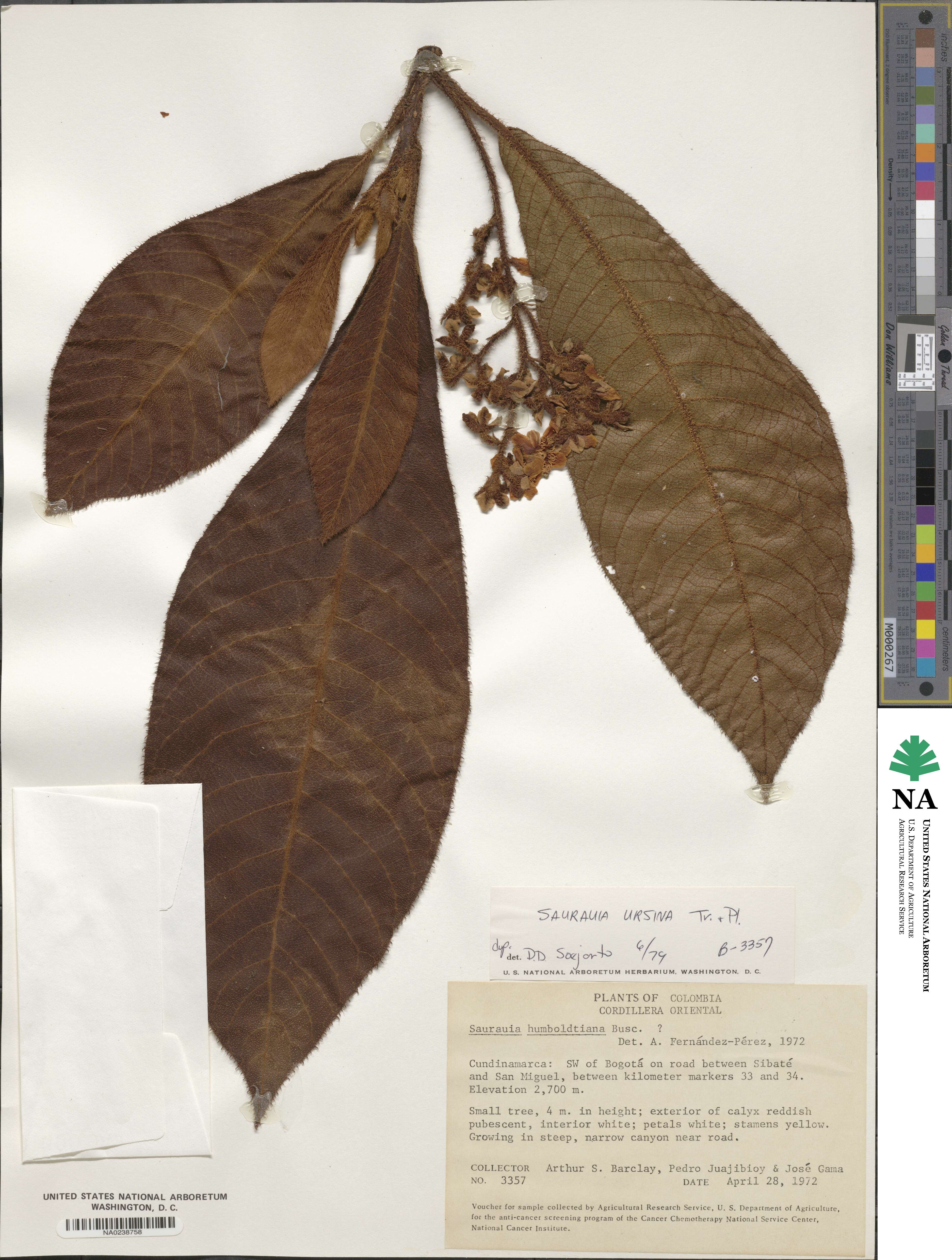 Saurauia ursina image