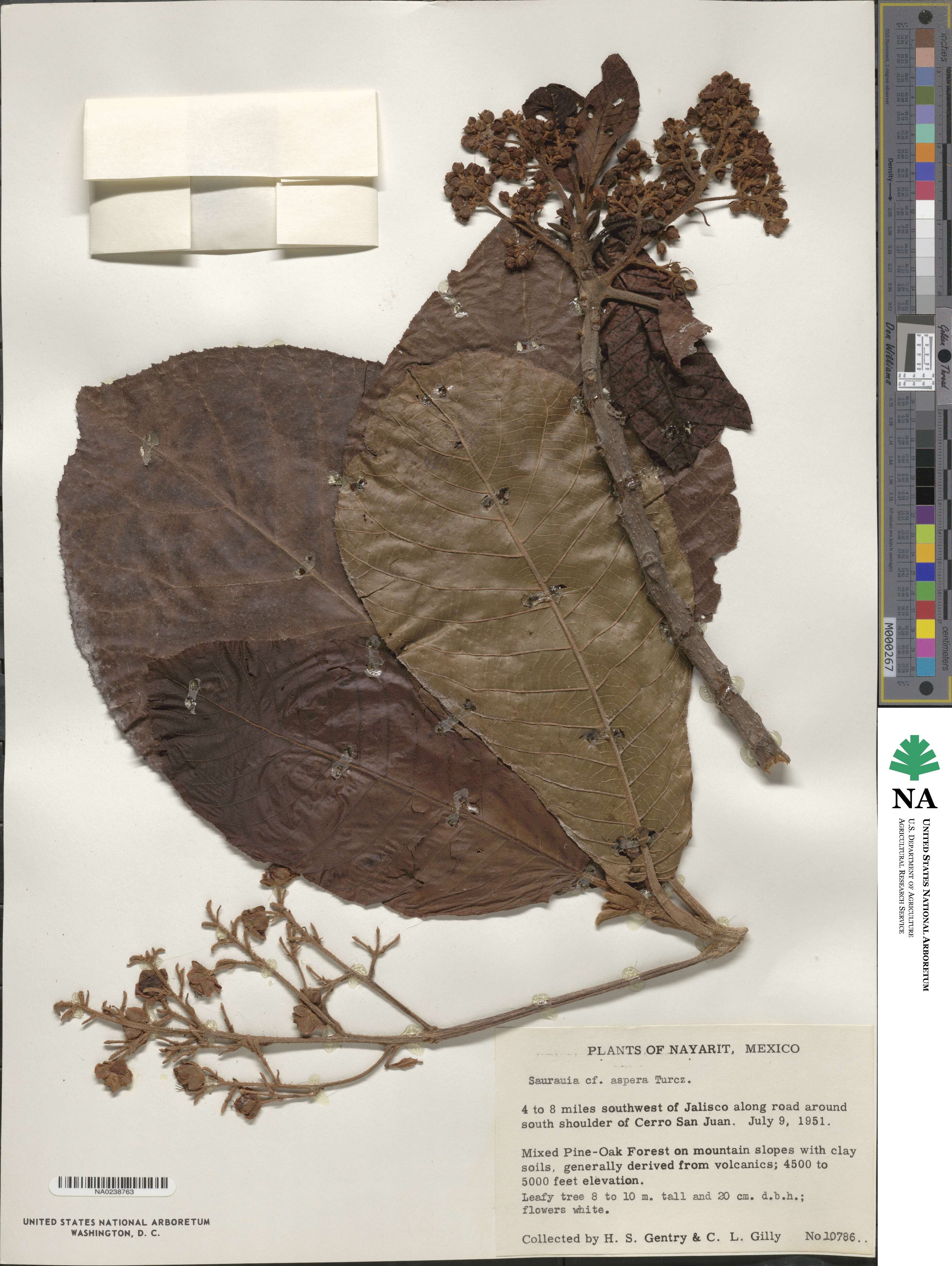 Saurauia aspera image