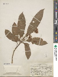 Saurauia yasicae image