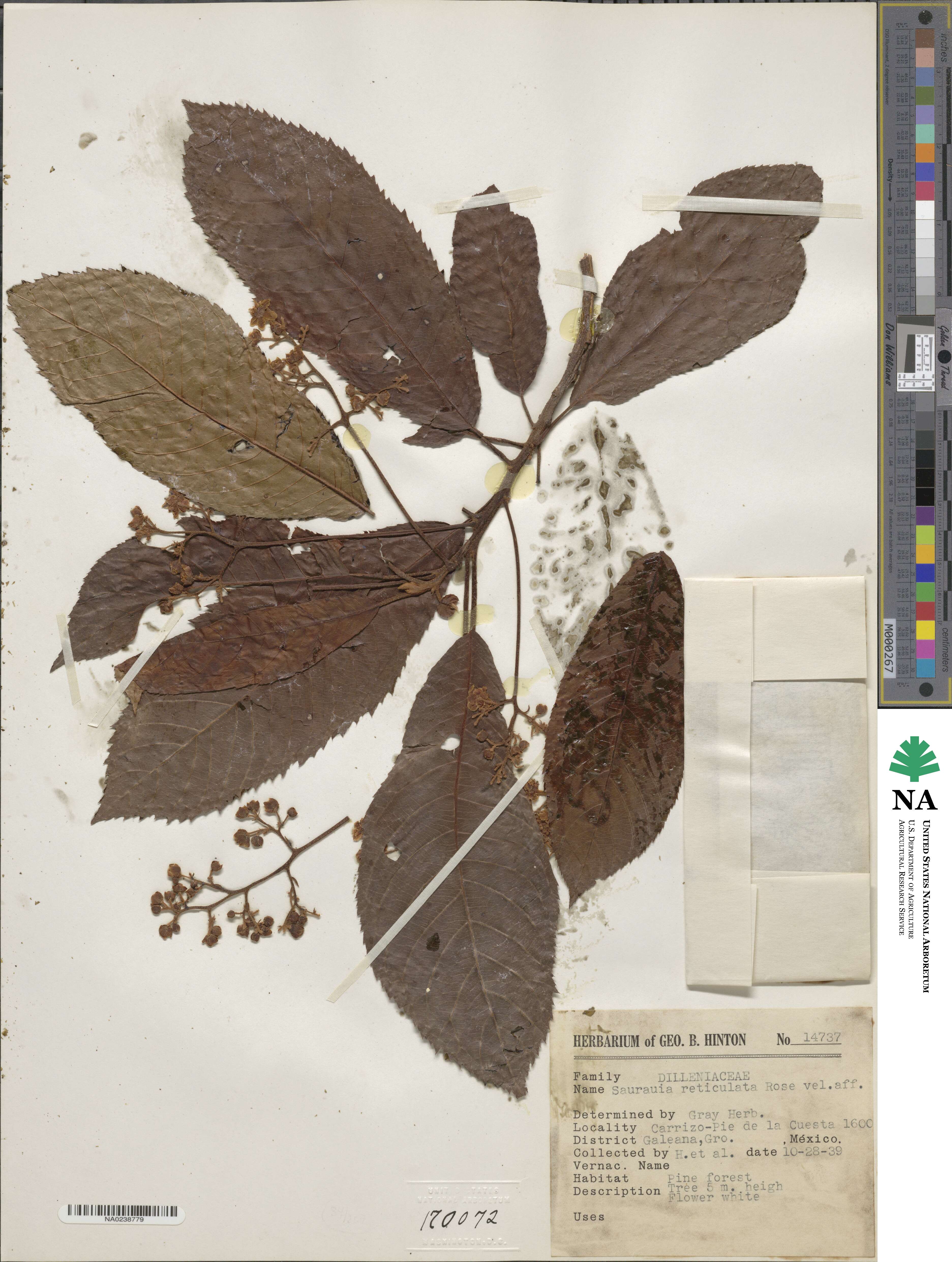 Saurauia image