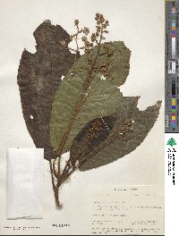 Saurauia rubiformis image