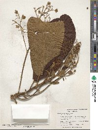 Saurauia rubiformis image