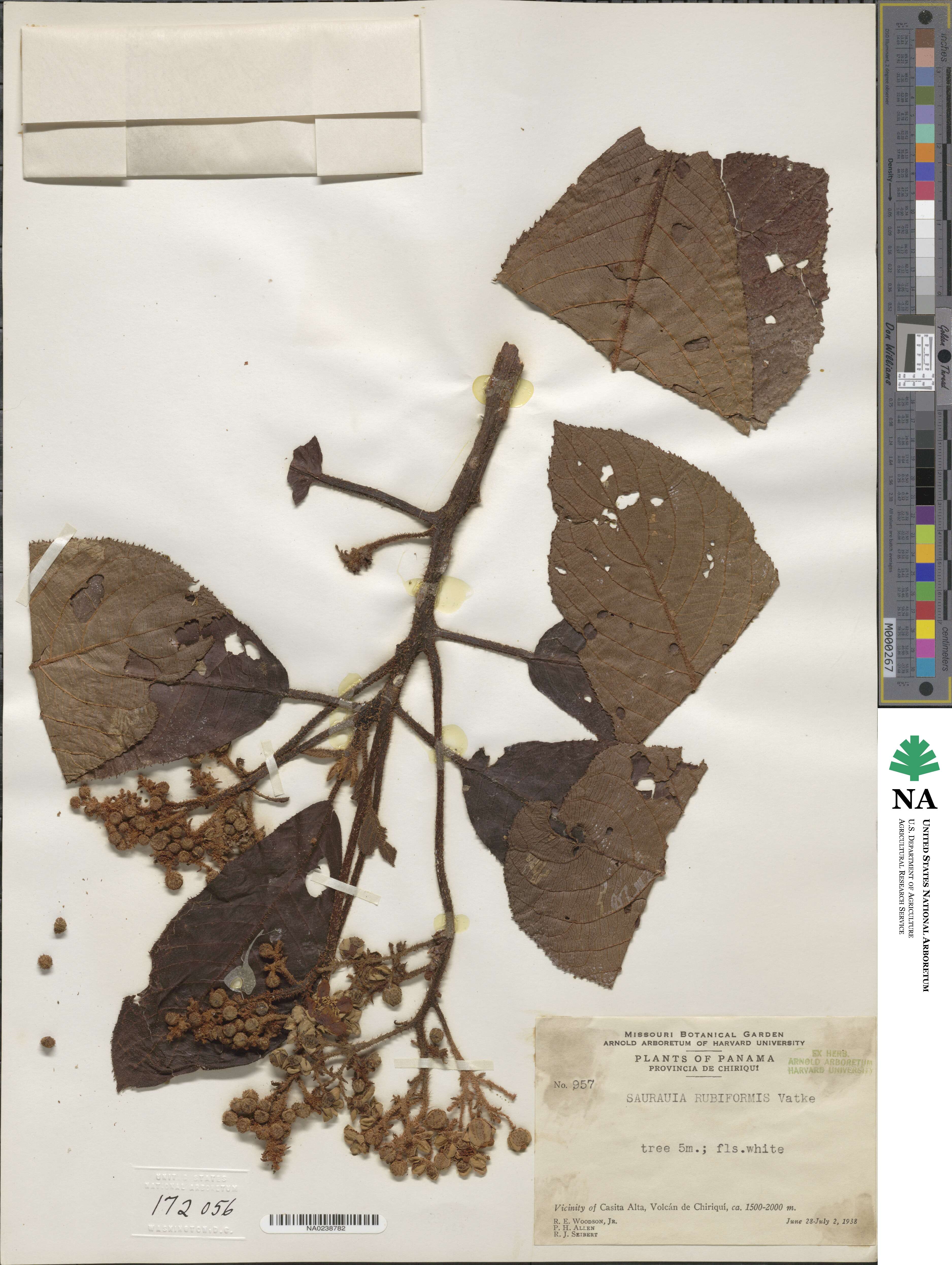 Saurauia rubiformis image