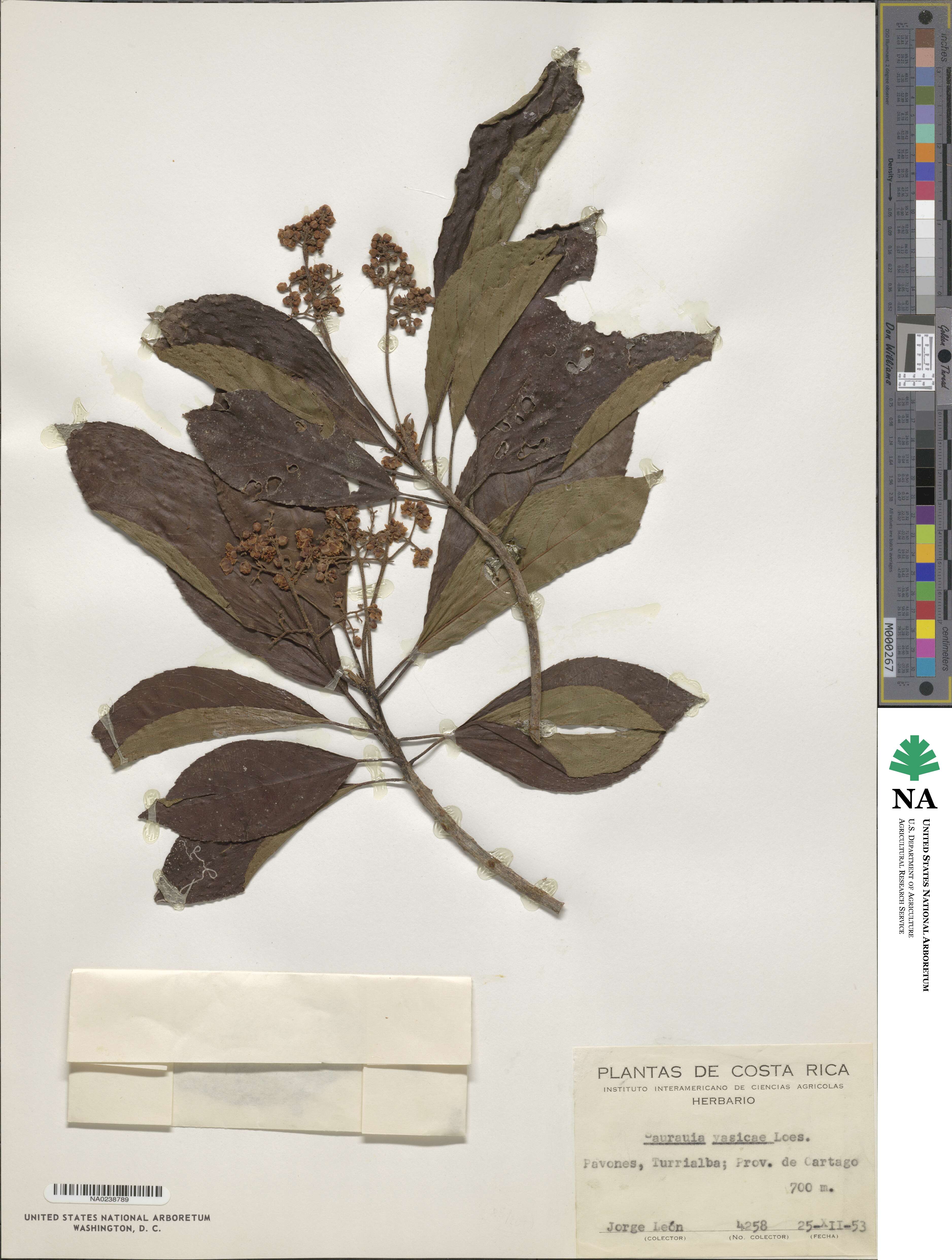Saurauia yasicae image