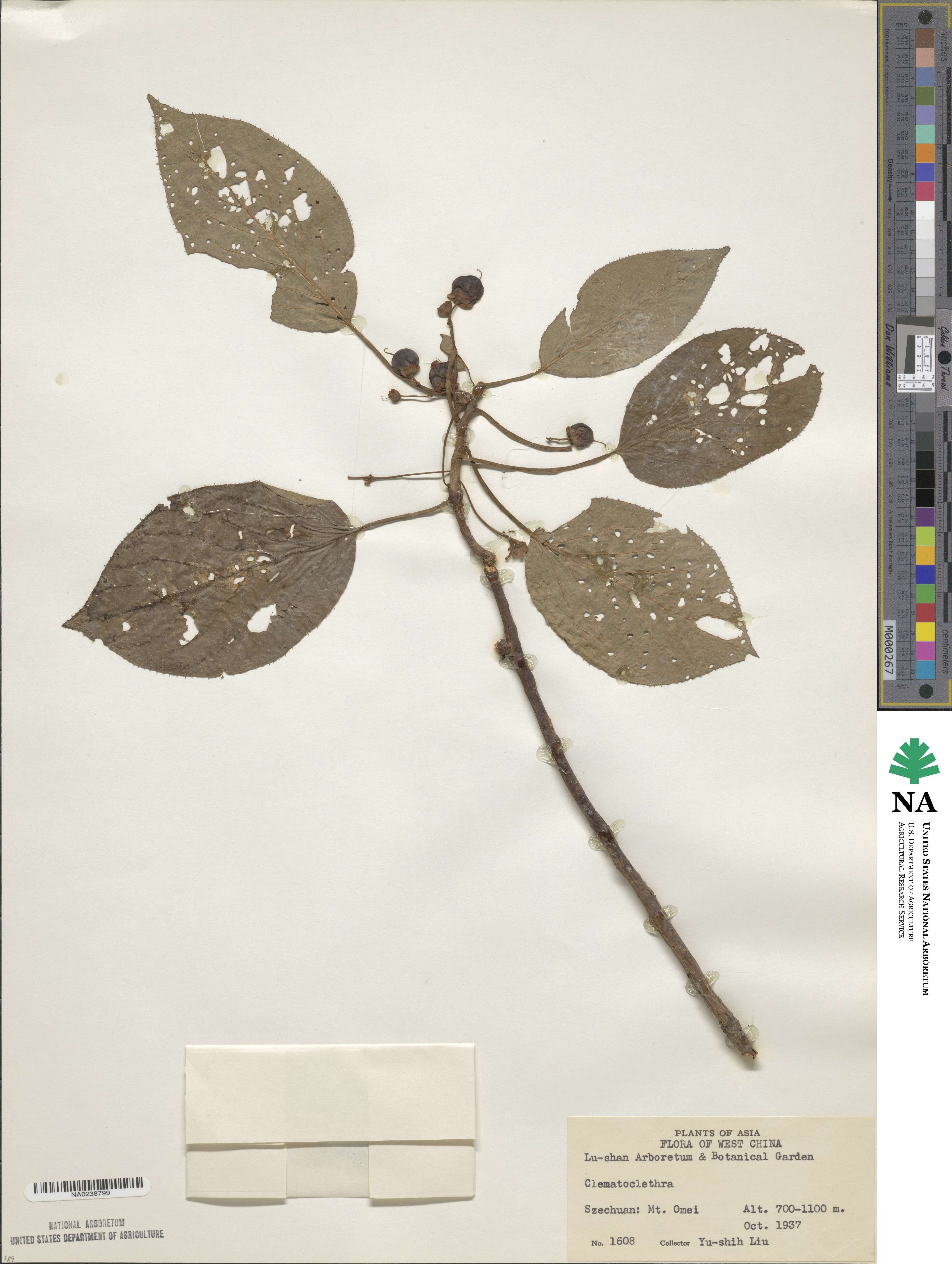 Clematoclethra image