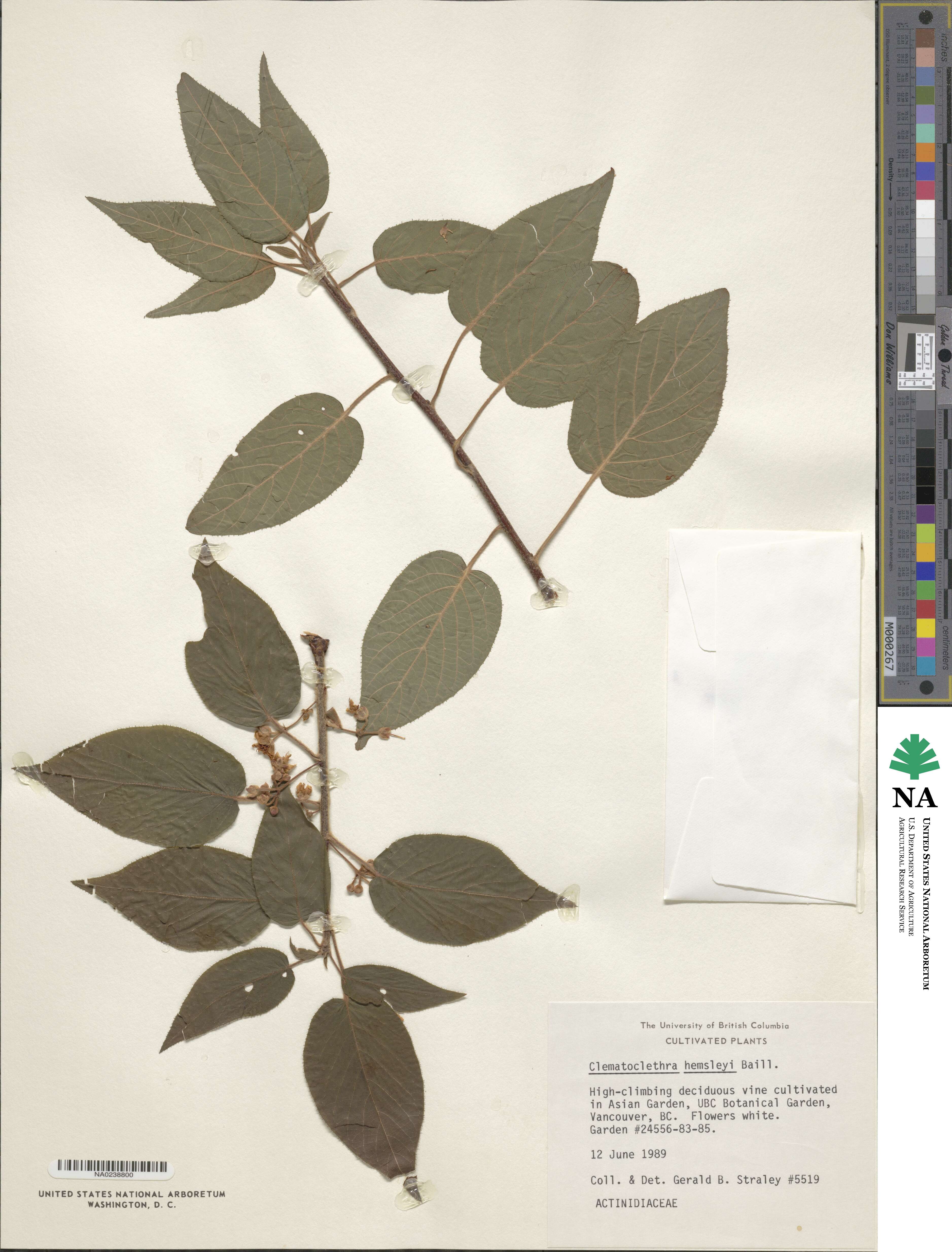 Clematoclethra scandens subsp. hemsleyi image