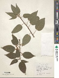 Clematoclethra scandens image