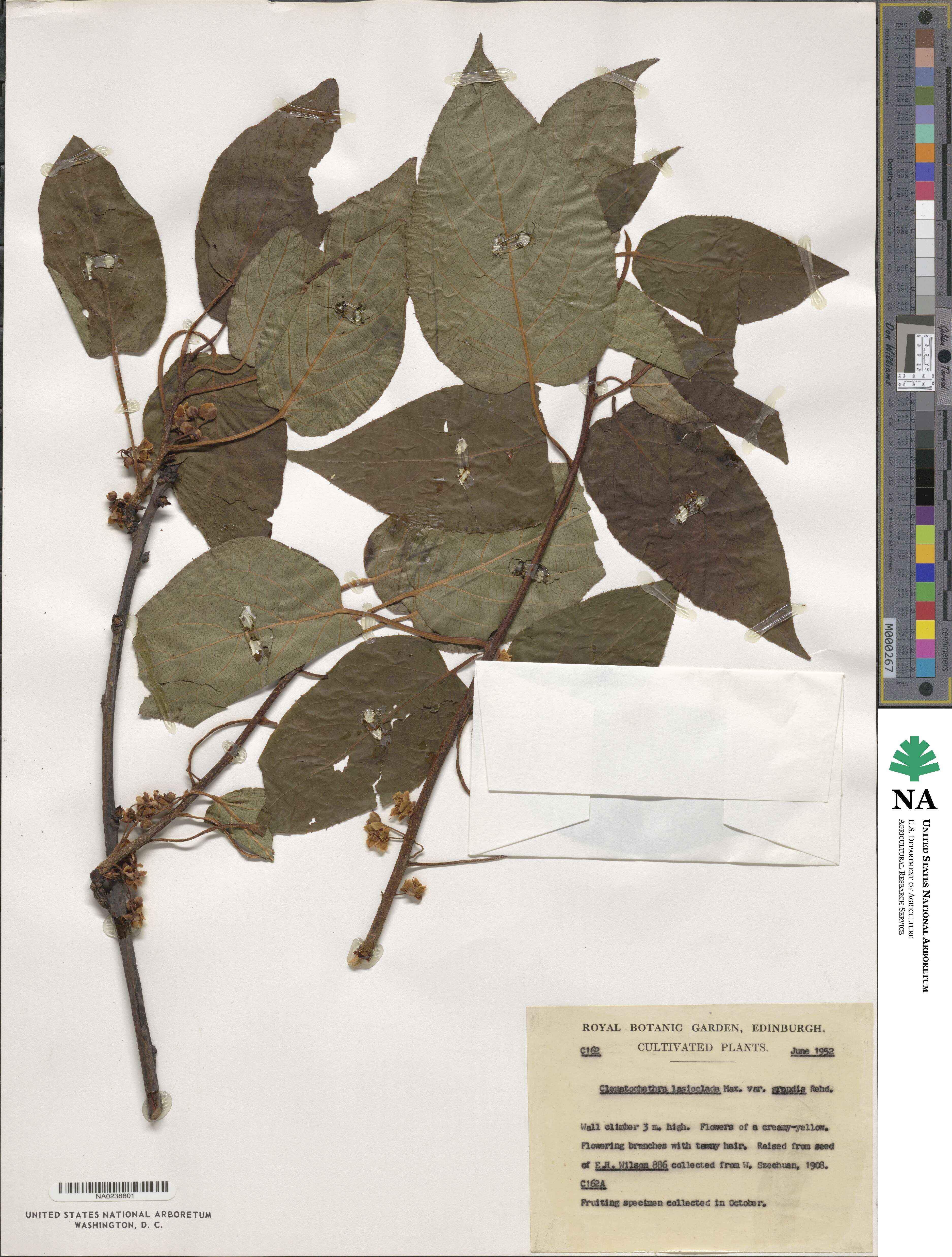 Clematoclethra scandens subsp. actinidioides image