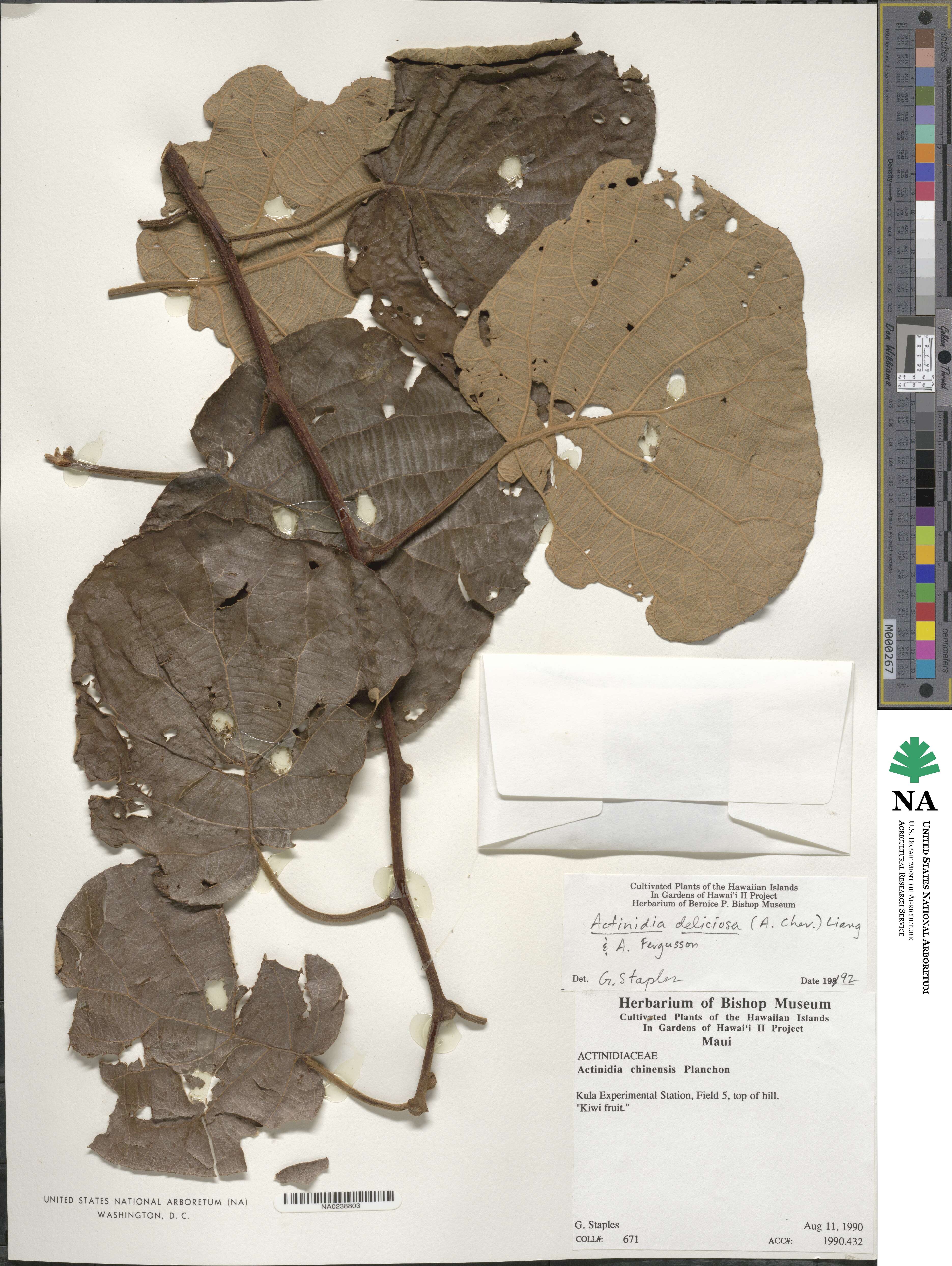 Actinidia chinensis var. hispida image