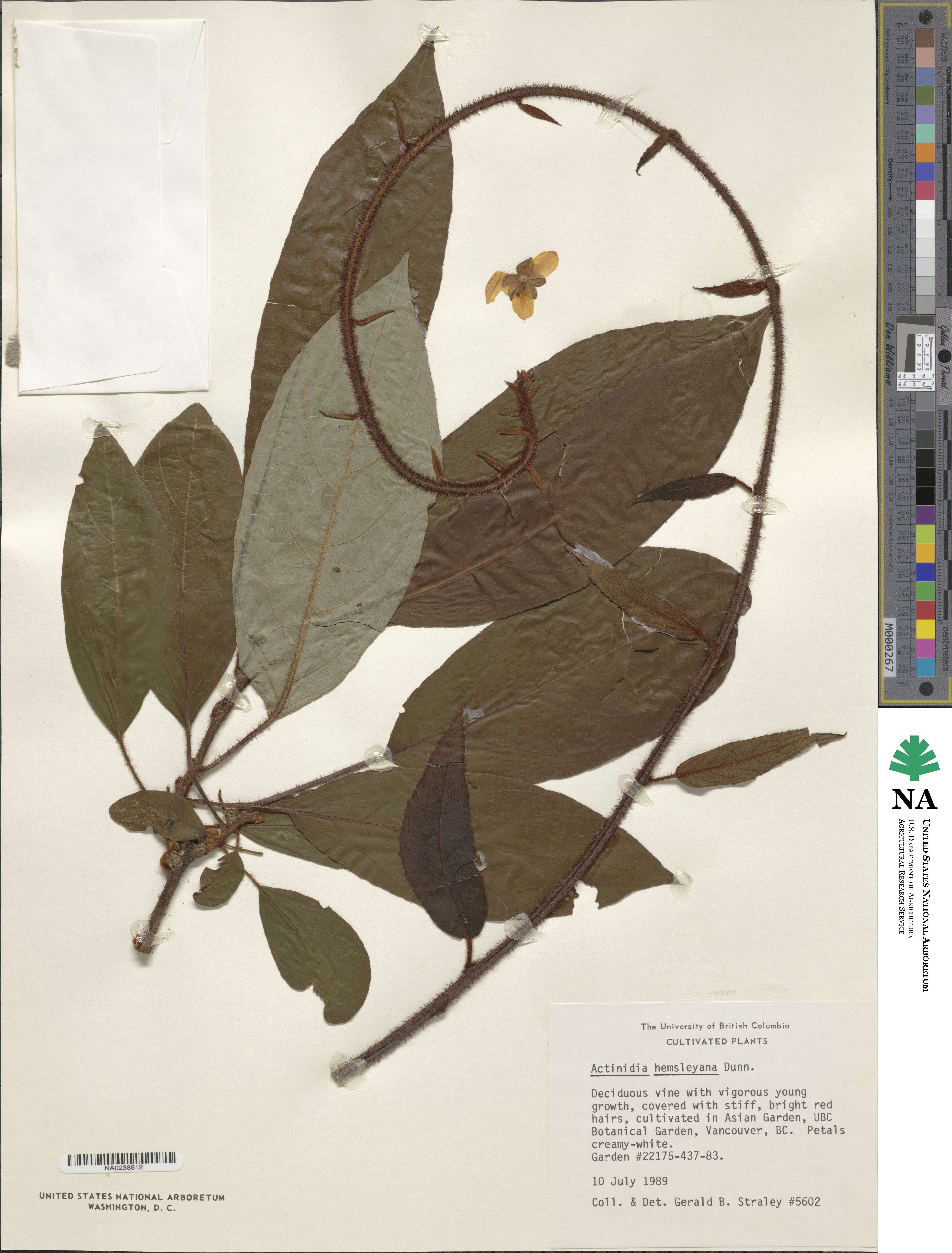 Actinidia hemsleyana image