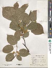 Actinidia kolomikta image