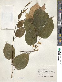 Actinidia kolomikta image